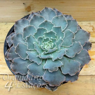 Suculenta Echeveria Shaviana