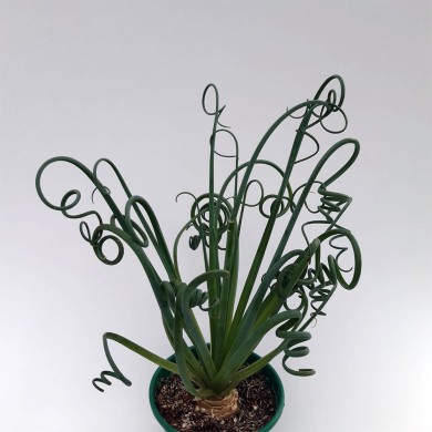 Suculenta Espiral - Albuca spiralis "África"