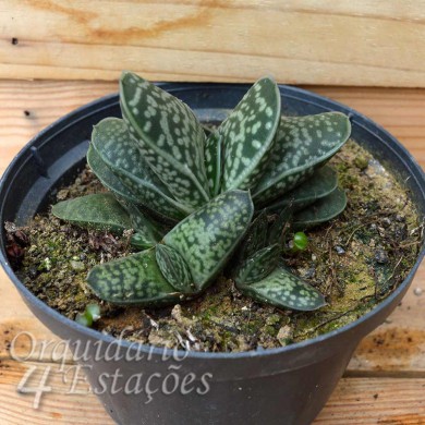 Suculenta Gasteria gracilis