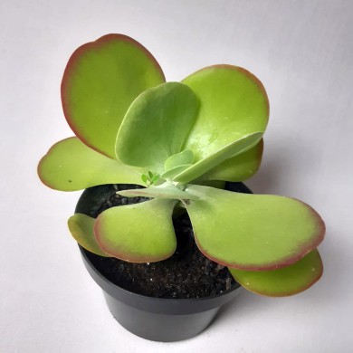 Suculenta Kalanchoe thyrsiflora