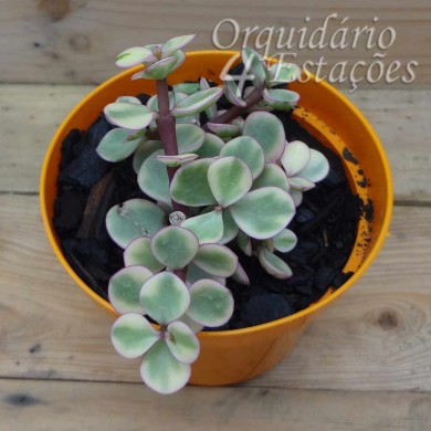 Suculenta Portulacaria afra "Variedade"