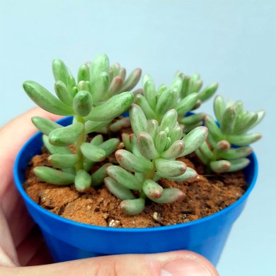 Suculenta Sedum aurora