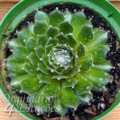 Suculenta Sempervivum sp