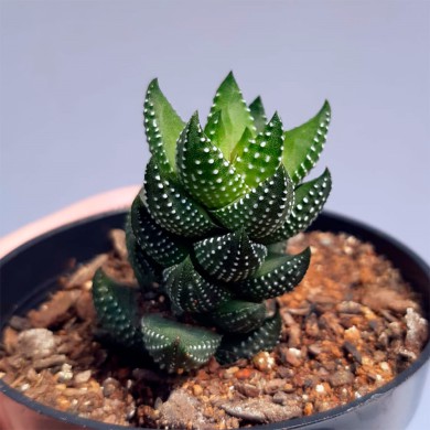 Suculenta Haworthia pumila