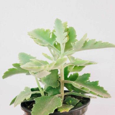 Suculenta Kalanchoe Beharensis