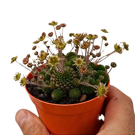 Suculenta Monanthes polyphylla