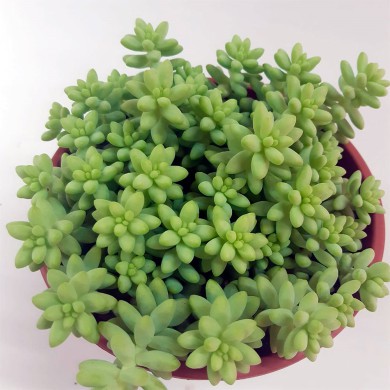 Suculenta Sedum morganianum híbrido