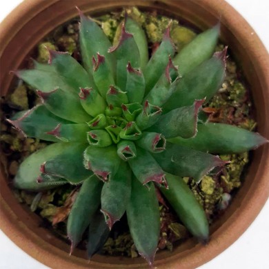 Suculenta Sempervivum Odithy