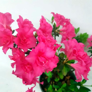 Azaleia Rosa - Rhododendron simsii - Orquidário 4 Estações - Orquídeas e  Flores Ornamentais