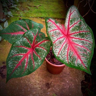 Caladium n.2 - 25cm