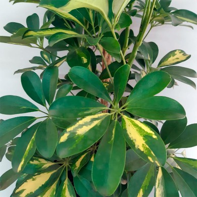 Cheflera Gold - Schefflera arboricola