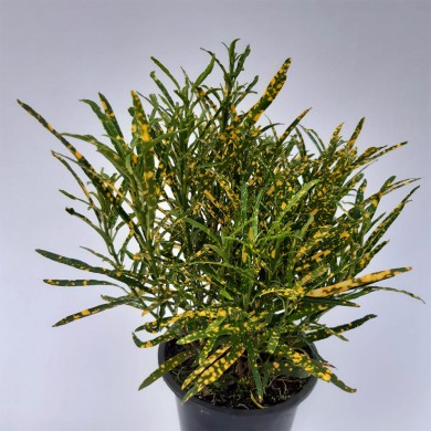 Cróton Brasileirinho - Codiaeum variegatum