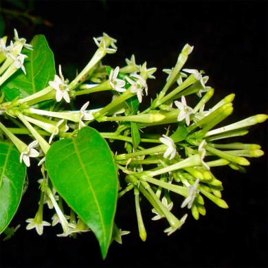 A Dama da Noite (Cestrum nocturnum) - CALDO VERDE