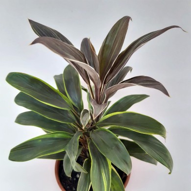 Dracena Cordyline Variada