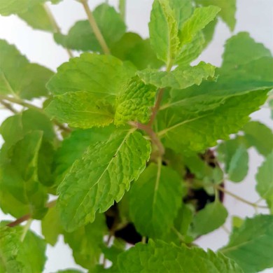 Hortelã - (Mentha spicata)