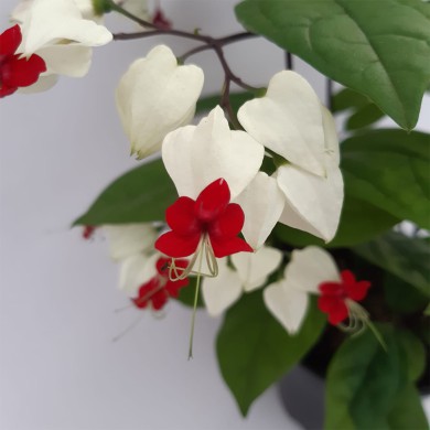 Lágrima de Cristo - Clerodendrum thomsonae