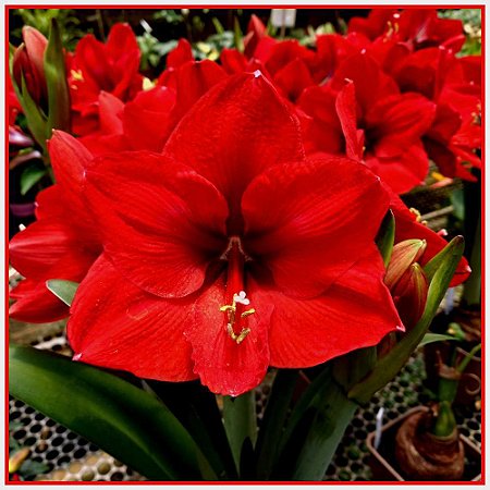 Lírio Amarilis - Orquidário 4 Estações - Orquídeas e Flores Ornamentais