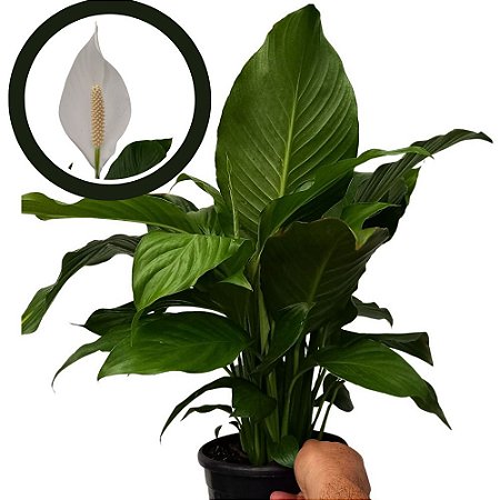 Lírio da Paz Gigante - Spathiphyllum Sensation