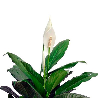 Lírio da Paz Gigante - Spathiphyllum Sensation