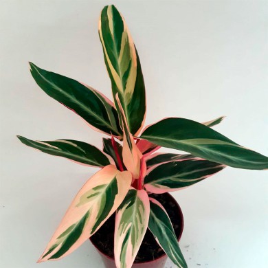 Maranta Tricolor - Stromanthe thalia - Calathea Trialstar