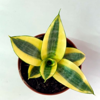 Sansevieria Golden - Sansevieria hahnii