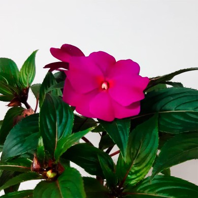 Sunpatiens - Cor Pink - Orquidário 4 Estações - Orquídeas e Flores  Ornamentais