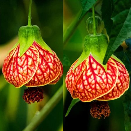 Lanterna Chinesa - Abutilon striatum