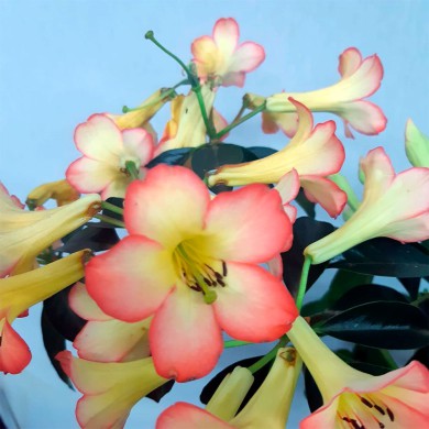 Viréia - Vireya - Rhododendron retusum