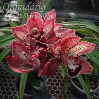 Orquídea Cymbidium Kusuda Stone 'Gateau Chocola' - AD