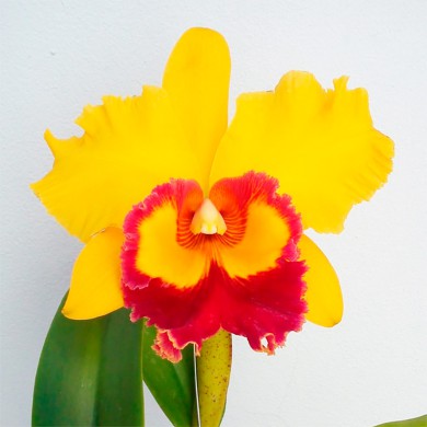 Orquídea Blc. Asia Sunlight - 10 Centímetros
