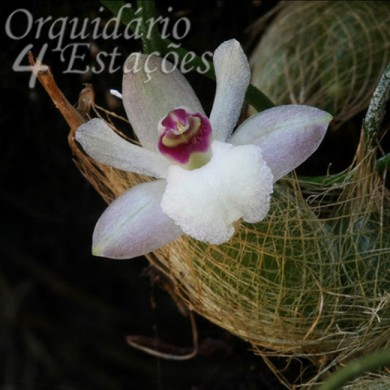 Orquídea Isabelia virginalis - AD