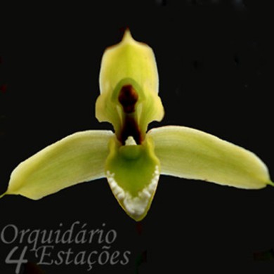 Orquídea Maxillaria notylioglossa  - AD