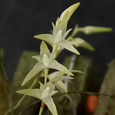 Orquídea Pleurothallis linearifolia - Adulta