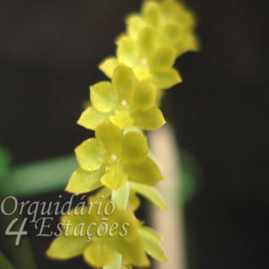 Orquídea Dendrochilum filiforme - Adulta