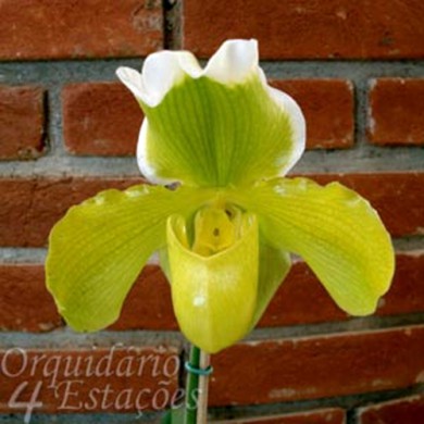 Orquídea Paphiopedilum Yellow Master