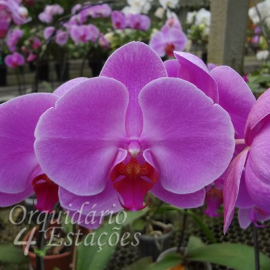 Orquídea Phalaenopsis Rosa média - Orquidário 4 Estações - Orquídeas e  Flores Ornamentais