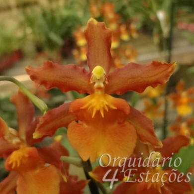 Orquídea Odontocidium Catatante - Orquidário 4 Estações - Orquídeas e  Flores Ornamentais