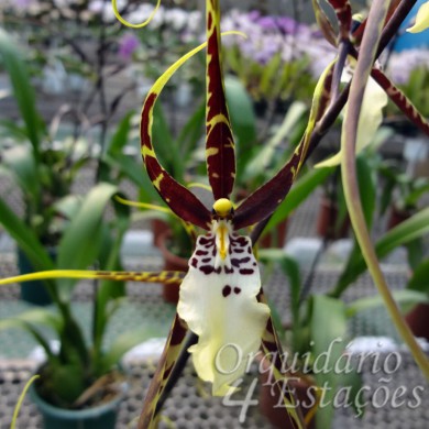 Orquídea Brassidium Kenneth Bivin - AD