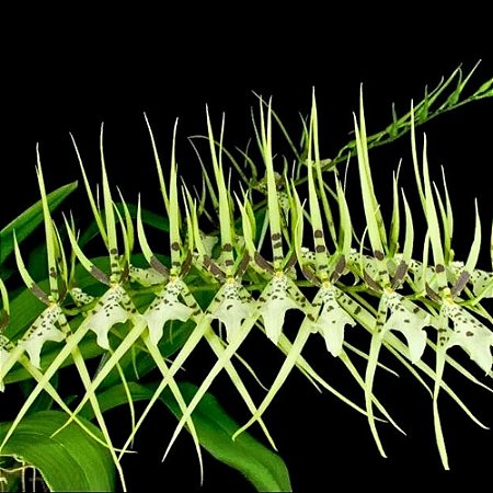 Orquídea Brassia Chieftain - AD