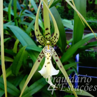 Orquídea Brassia Chieftain - AD