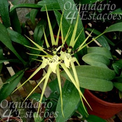 Orquídea Brassia Rex - Ad