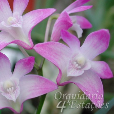 Orquídea Dendrobium kingianum - Orquidário 4 Estações - Orquídeas e Flores  Ornamentais