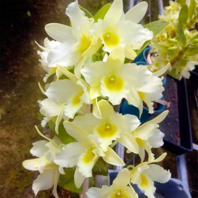 Orquídea Dendrobium Nobile Amarelo - Orquidário 4 Estações - Orquídeas e  Flores Ornamentais