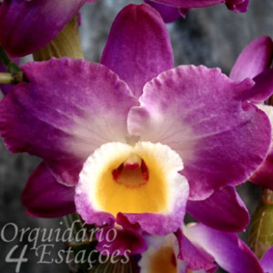 Orquídea Dendrobium Nobile "Comet King" - NBS