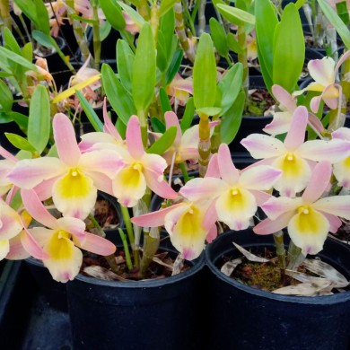 Orquídea Dendrobium Nobile Rosa - Amarelo