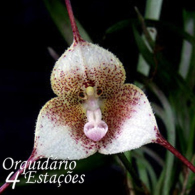 Orquídea Drácula erythrochaete - Orquidário 4 Estações - Orquídeas e Flores  Ornamentais