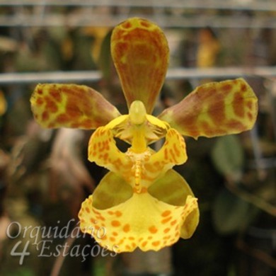 Orquídea Oncidium limminghei - Orquidário 4 Estações - Orquídeas e Flores  Ornamentais