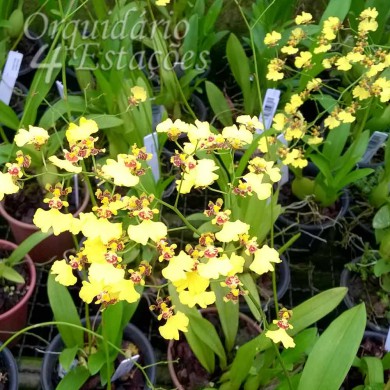 Orquídea Oncidium Flexuosum - Orquidário 4 Estações - Orquídeas e Flores  Ornamentais