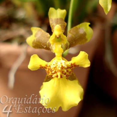 Orquídea Oncidium longipes - AD