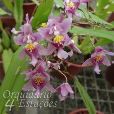 Orquídea Oncidium ornitorrinchum - AD - Perfumada